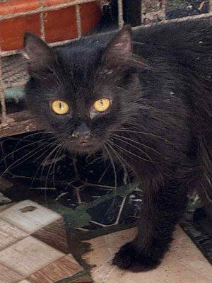 blacky 1
