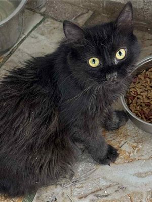 blacky 2