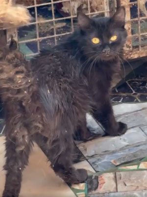 blacky4