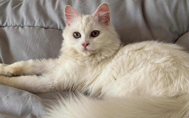 yuki 1