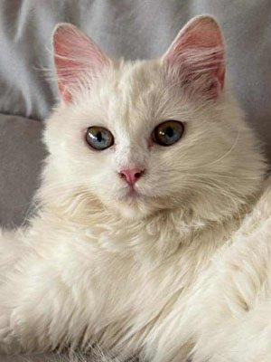 yuki 2