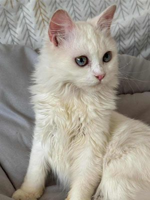 yuki 5